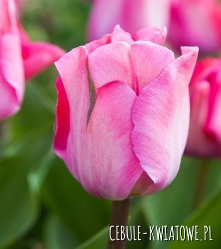 Tulipan Triumph Pink Majesty 5 szt.