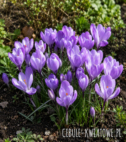 Crocus vernus - Krokus wielkokwiatowy Rio Grande 10 szt.
