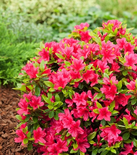 Rhododendron obtusum - Azalia japońska Geisha Red 1 szt.