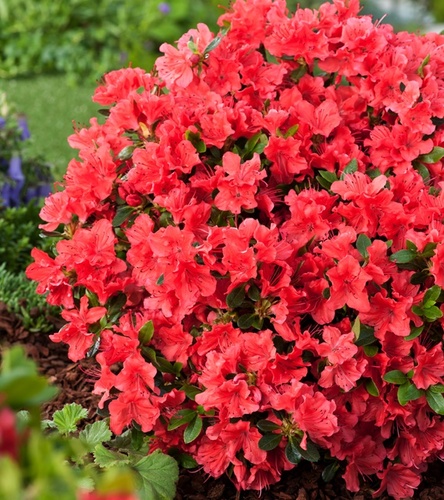 Rhododendron obtusum - Azalia japońska Geisha Orange 1 szt.