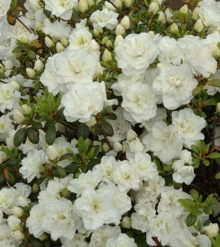 Rhododendron obtusum - Azalia japońska Schneeperle 1 szt.