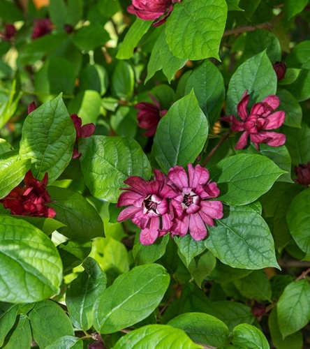 Calycanthus floridus - Kielichowiec Wonny 1 szt.