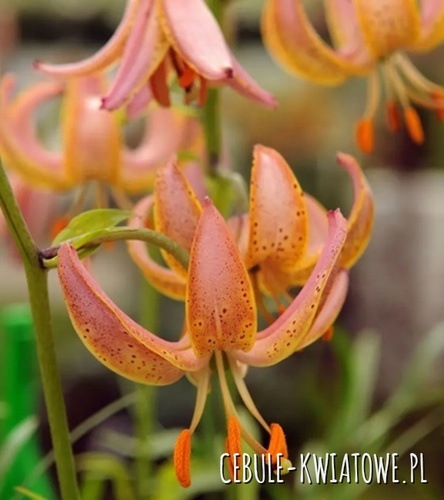 Lilium - Lilia Martagon Fairy Morning 1 szt.