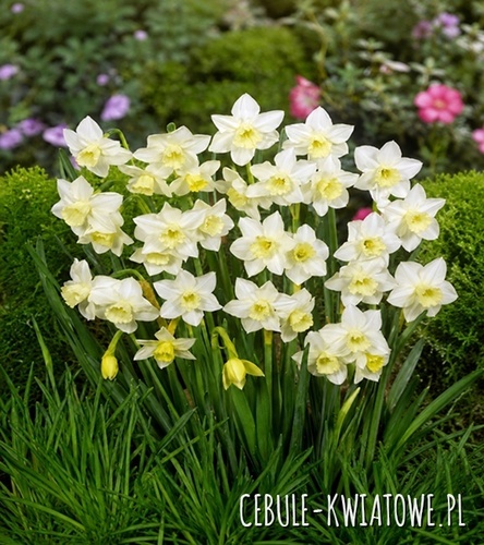 Narcissus - Narcyz Botaniczny More And More 5 szt.