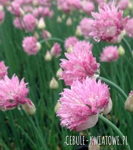 Allium schoenoprasum Czosnek Szczypiorek Ozdobny Jadalny Forescate 3 szt.