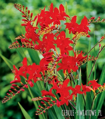 Crocosmia Lucifer 25 szt. 10/+