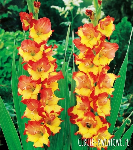 Gladiolus Mieczyk Czerwono-Żółty 30 szt.