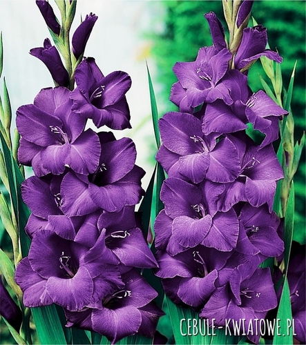 Gladiolus Mieczyk Fioletowy 30 szt.