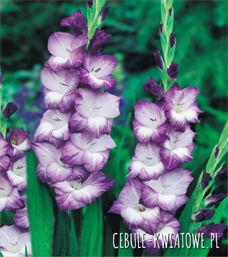 Gladiolus Mieczyk Biało-Fioletowy 50 szt.