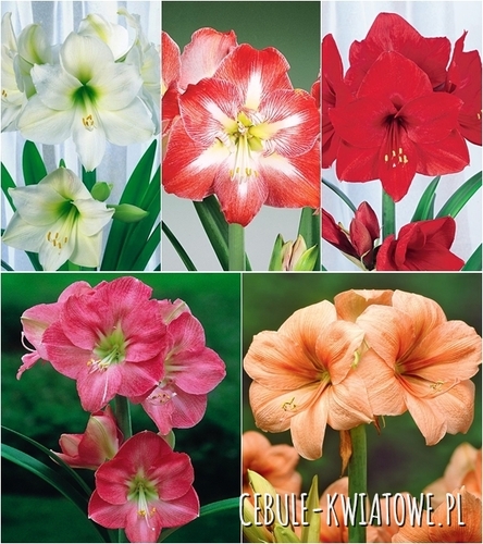 Zestaw Hippeastrum Amarylis 1 22/24