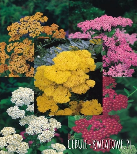 Zestaw Achillea Krwawnik I wybór