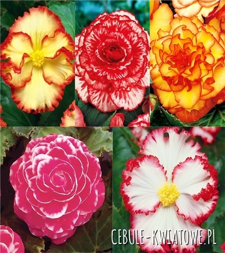 Zestaw Begonia Dwukolorowa 5/+