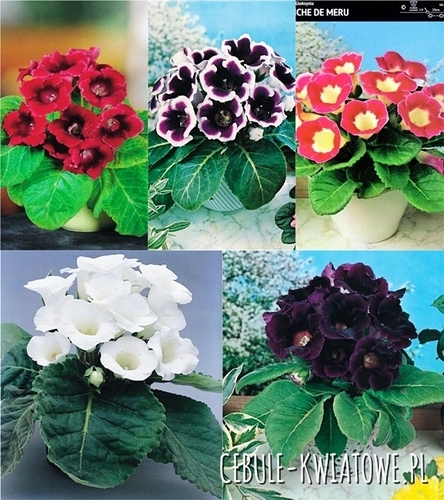 Zestaw Gloksynia 6/+