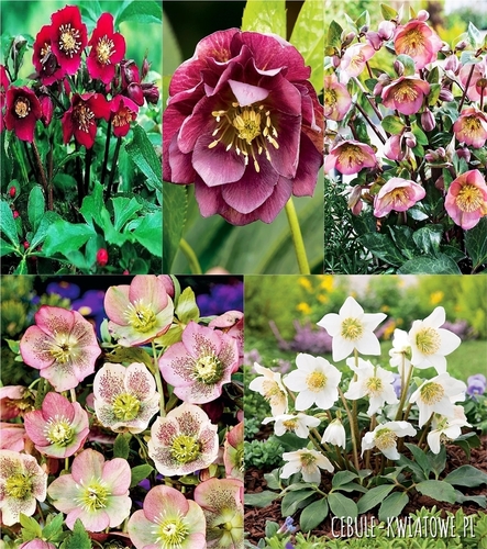 Zestaw Helleborus-Ciemiernik 1 wybór