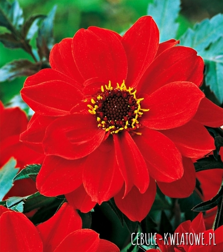 Dalia Ciemnolistna Bishop Of Llandaff 1 szt.