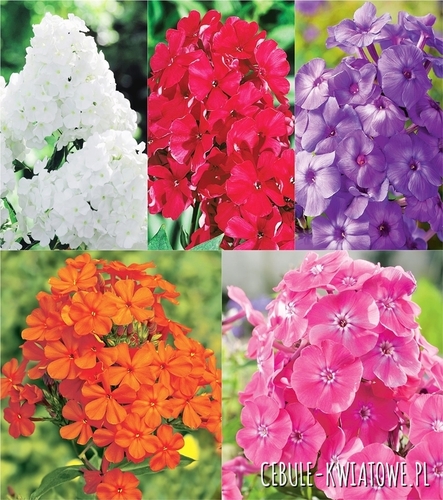 Zestaw Phlox Płomyk Wiechowaty 1 I wybór