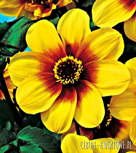 Dalia Ciemnolistna Sunshine 1 szt.