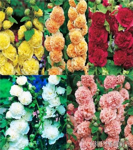 Zestaw Malwa Alcea Rosea I wybór