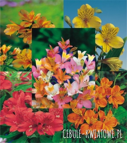 Zestaw Alstroemeria I wybór