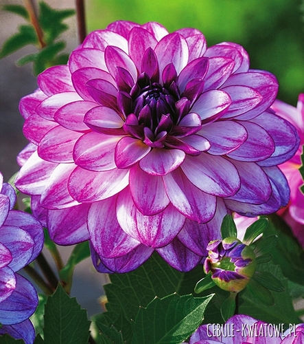 Dalia Ciemnolistna Seduction 1 szt.