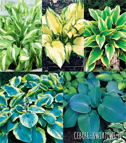 Zestaw Hosta Funkia 1 I wybór