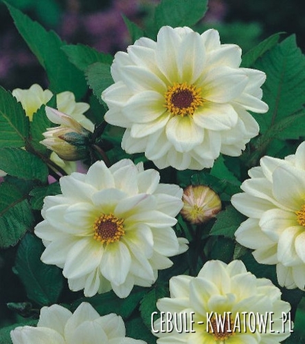 Dalia Ciemnolistna Classic Swanlake 1 szt.