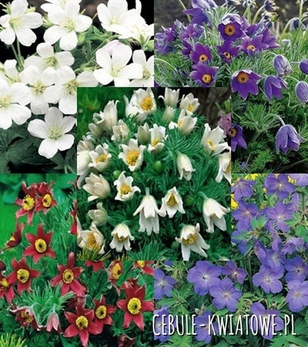 Zestaw Pulsatilla Geranium I wybór