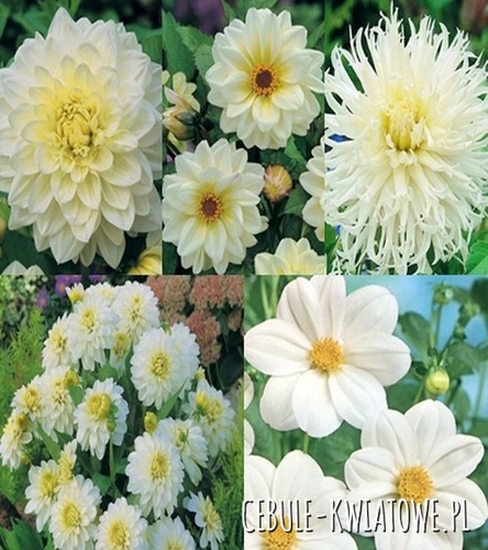 Kolekcja Wiosenna Dalie White