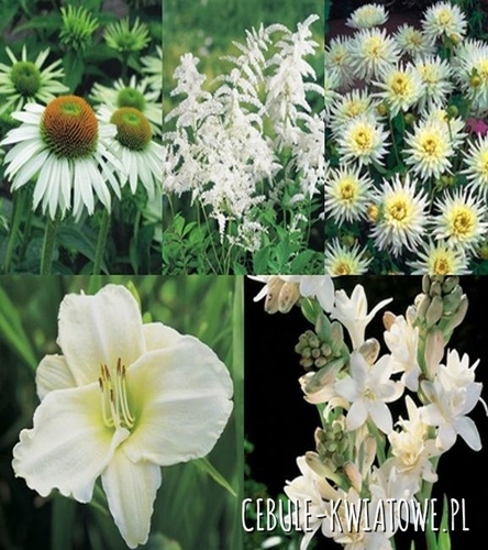 Kolekcja Wiosenna White