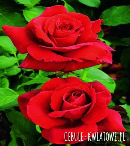 Róża Wielkokwiatowa Czerwona 1 szt