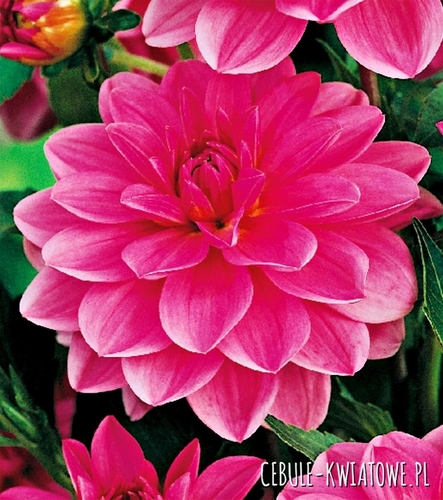 Dalia Dekoracyjna Onesta 1 szt.