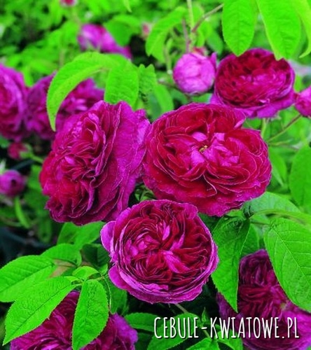 Róża Parkowa Czerwona 1 szt.