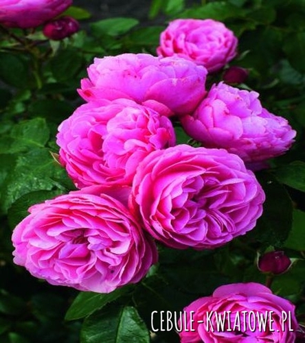 Róża Parkowa Różowa 1 szt.