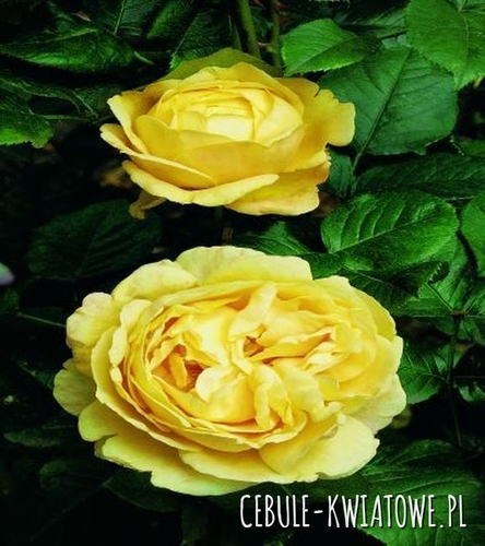 Róża Parkowa Żółta 1 szt.