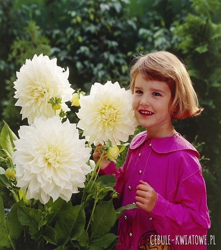 Dalia Dekoracyjna White Perfection 1 szt.