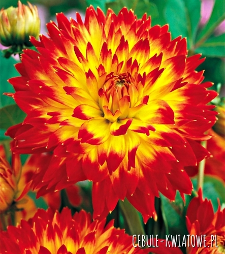 Dalia Talerzowa Procyon 1 szt.