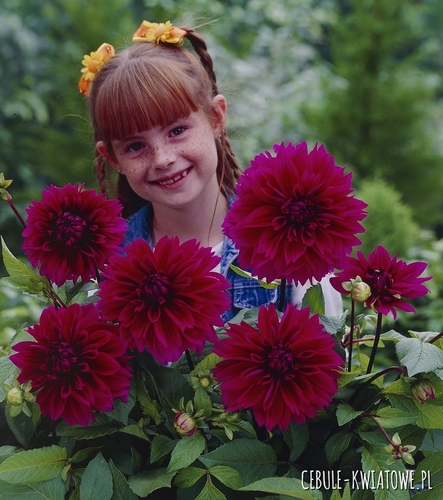 Dalia Talerzowa Thomas Edison 1 szt.