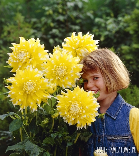 Dalia Dekoracyjna Grand Prix 1 szt.