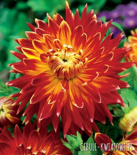 Dalia Talerzowa Akita 1 szt.