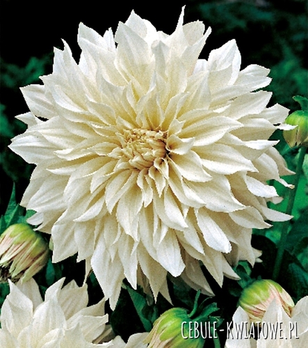 Dalia Talerzowa Dekoracyjna Cafe Au Lait 1 szt.