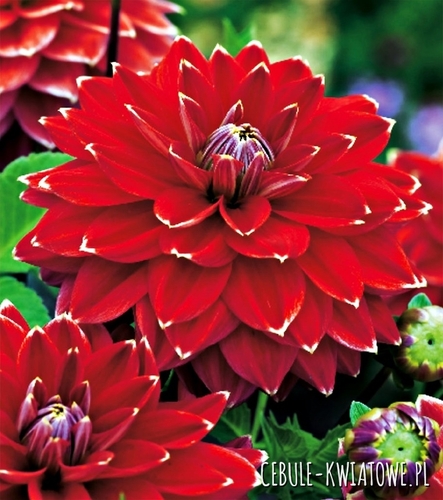 Dalia Dekoracyjna Mister Optimist 1 szt.