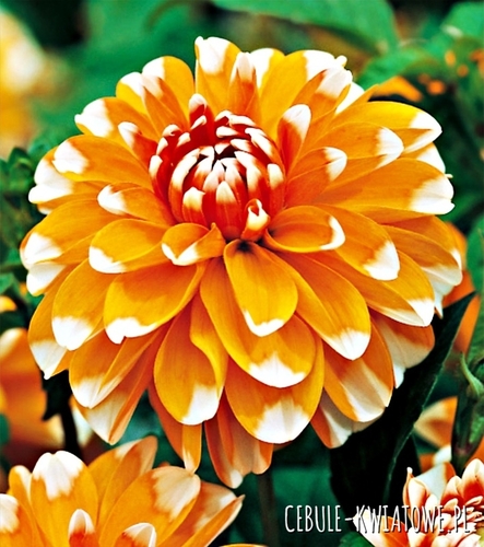 Dalia Dekoracyjna Bahama Apricot 1 szt.