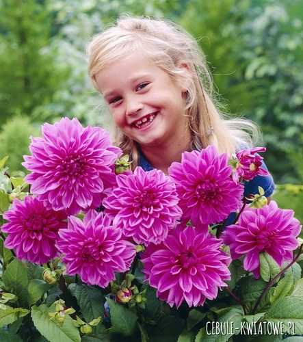 Dalia Talerzowa Lilac Time 1 szt.