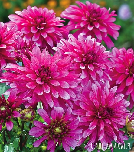 Dalia Dekoracyjna Gallery Art Nouveau 1 szt.