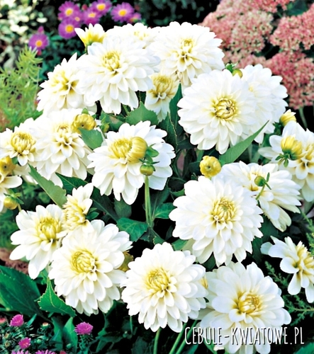 Dalia Dekoracyjna Gallery Art Fair 1 szt.