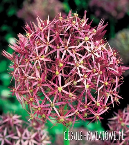 Allium Christophii Czosnek Krzysztofa 3 szt.