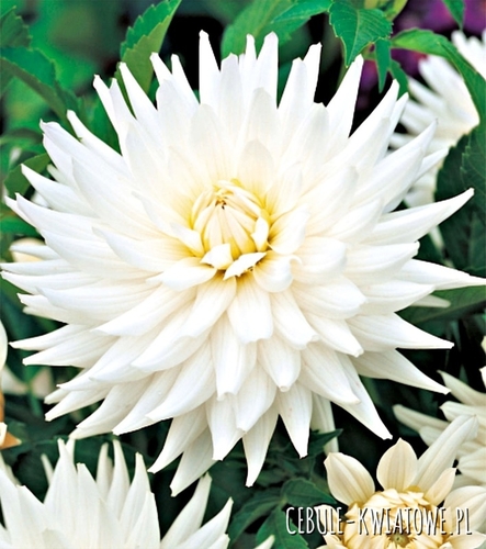 Dalia Kaktusowa My Love 1 szt.