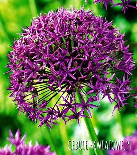 Allium Czosnek Violet Beauty 3 szt.