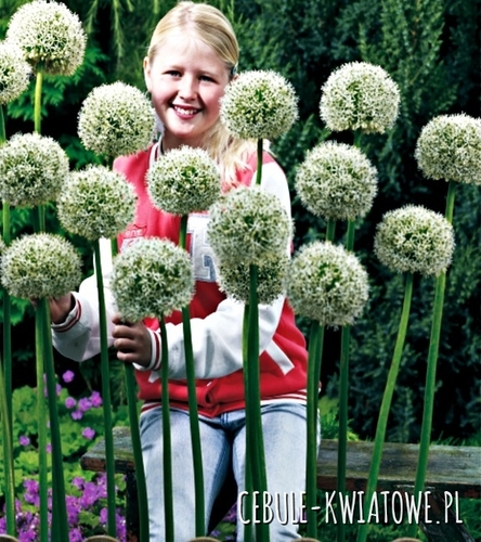 Allium Czosnek White Giant 1 szt.