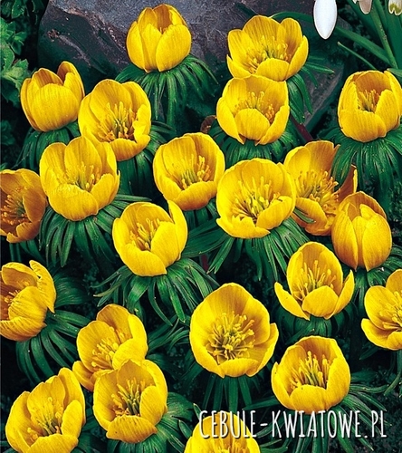 Eranthis Cilicica Rannik Cylicyjski 5 szt.